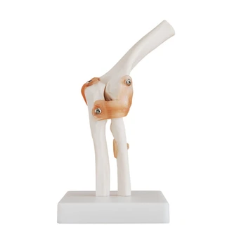 Модель локтевого сустава Человека в натуральную величину, Анатомическая модель Локтевого сустава, медицинская модель, инструмент для изучения ортопедии